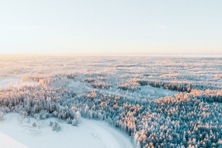 forêt de pins en Finlande